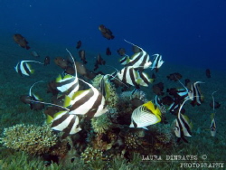 Fish frenzy of damselfish, butterflyfish and bannerfish by Laura Dinraths 